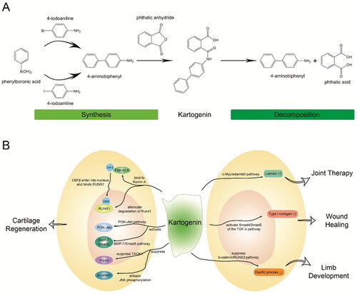 Figure 2. The structure and function of kartogenin. A) Schematic diagram of synthesis and decomposition of kartogenin. kartogenin can be synthesized through the chemical reaction of 4-aminobiphenyl and phthalic anhydride, and hydrolyzed into 4-aminobiphenyl and phthalic acid. B) Signaling pathways and cell receptors of kartogenin involved in regenerative medicine. Each arrow indicates a specific signaling pathway or tissue engineering.