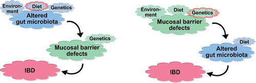 Figure 2. Possible interactions of the gut microbiota with the mucosal barrier, ultimately leading to IBD. In the left scenario, the microbiota is altered, leading to barrier defects and inflammation in a susceptible host. In the right scenario, primary mucosal barrier defects lead to altered gut microbiota, and eventually an onset of inflammation.