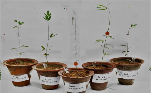 Figure 3. Wild type and T1 transgenic pigeon pea plants 8 days after giving 75 mM salt treatment.