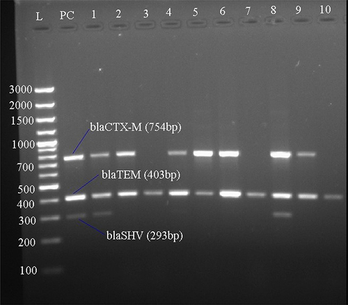 Figure 3 Gel image of the ß-lactamase genes of DEC pathotypes isolated from under -five children, Addis Ababa and Debre Berhan, Ethiopia 2020/21.