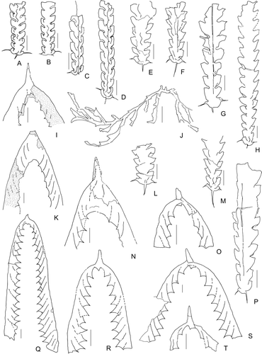 Fig. 5. Camera-lucida illustrations of the Darriwilian graptolites from the Shihtien Formation in west Yunnan. A–B, Archiclimacograptus riddellensis (Harris), A, NIGP149274 (BSSD-4-8), B, NIGP 149275 (BSSD-4-24). C–D, Archiclimacograptus angulatus (Bulman), C, NIGP 149279 (BSSD-4-21a), D, NIGP 149277 (BSSD-4-21b). E–F, L, Hustedograptus vikarbyensis (Jaanusson), E, NIGP 149261 (BPSD-1-19), F, NIGP 149259 (BSSD-4-38), L, NIGP149260 (BSSD-4-58). G–H, M, Hustedograptus teretiusculus (Hisinger), G, NIGP149272 (BPSD-1-46), H, NIGP149270 (BPSD-1-55), M, NIGP149273 (BSSD-4-37). I, K, N, Q, Didymograptus murchisoni (Beck), I, proximal part of mature specimen, NIGP149281 (BPSD-1-32), K, proximal part of mature specimen with developed membrane, NIGP149282 (BPSD-1-15), N, proximal part of mature specimen with typical pakrianus-like membrane, NIGP149256 (BPSD-1-18), Q, NIGP149255 (BSSD-4-40). J, Pterograptus sp. NIGP149239 (BPSD-1-25). O, R–T, Didymograptus artus Elles & Wood, O, proximal part of the specimen showing the origination of th21 from th11, NIGP149283 (BSSD-3-24), R, NIGP149246 (BSSD-4-8), S, NIGP149284 (BSSD-4-1), T, Juvenile specimen showing slender proximal part, NIGP149240 (BPSD-1-3). P, Eoglyptograptus dentatus (Brongniart), NIGP149264 (BSSD-4-21). All scale bars=1 mm.