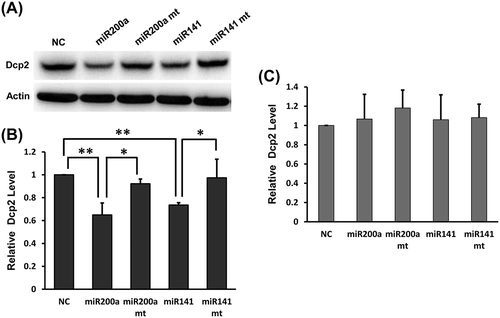 Figure 4. Overexpression of miR-141-3p and miR-200a-3p downregulates endogenous Dcp2 protein expression but do not affect Dcp2 mRNA levels in NIH3T3 cells. (A) Wild type and mutant miR-141-3p and miR-200a-3p were transfected into NIH3T3 cells. After 48 h, Dcp2 protein levels were measured by Western blot. β-actin was used for normalization. Experiments were performed in triplicate. A representative image is shown in the top panel. (B) Quantification of Dcp2 protein expression. Data are shown as mean ± SD. P values of Student’s t-tests are indicated by asterisks. * P < 0.05. ** P < 0.01. (C) Wild type and mutant miR-141-3p and miR-200a-3p were transfected into NIH3T3 cells and Dcp2 mRNA levels were determined by qPCR with β-actin as internal control. Data are shown as mean ± SD.
