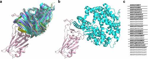 Figure 1. a) A cartoon representation of 22 antibodies binding to the “neck” of SARS-CoV-2 RBD (salmon), with b) showing ACE-2 (turquoise) binding at the same site. c) The CDRH3 sequences represented across the 22 RBD ‘neck’-binding antibodies. Lenient VH-clonotypes are separated with solid lines, with the cluster representative highlighted in bold font (derived from Robinson et al.Citation39).