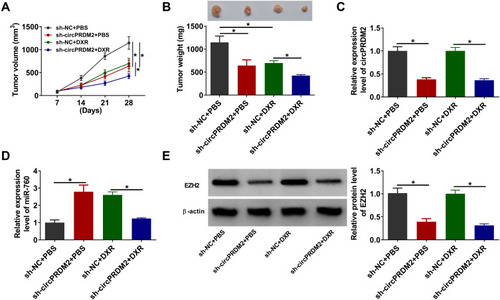 Figure 7 CircPRDM2 knockdown suppressed DXR resistance in vivo. (A) Tumor volume was monitored every week. (B) Tumor weight was examined on day 28. (C and D) The levels of circPRDM2 and miR-760 in xenografted tumors were determined by qRT-PCR assay. (E) The protein level of EZH2 in xenografted tumors was detected by Western blot assay. *P<0.05.