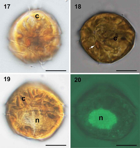 Figs 17–20. Light micrographs of live cells of Bysmatrum subsalsum from Malaysian strains TBBYS02 (17–19) and TBBYS03 (20). Fig. 17. Ventral view showing the gross morphology and cingulum displacement. Fig. 18. Ventral view showing the banded chloroplasts (c) and a red eyespot in the sulcal area (arrow). Fig. 19. Dorsal view showing an elongated nucleus (n) and numerous chloroplasts (c). Fig. 20. Dorsal view showing an elongated nucleus (n) (Sybr Green staining). Scale = 10 μm.