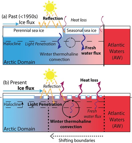 Figure 3. Shifting physical boundaries between the Atlantic and Arctic Oceans. Illustration of the different processes governing the ocean heat budget at the interface of the Atlantic (red) and Arctic (blue) Oceans, with the size of the arrows indicating the strength of the corresponding mechanism. (a) Past climate (pre-1950s): presence of a perennial multi-year sea ice pack provided an effective barrier between the ocean and atmosphere. Winter heat loss was negligible, thus limiting ocean circulation-driven differences in temperature and salinity. Furthermore, shortwave heating during summer generated substantial freshwater flux, which strengthened the ocean stratification. As such, a deeper halocline helped maintain the divide between the deep and the upper layer of the ocean. (b) Present climate: warming-induced loss of sea ice cover (Stroeve & Notz, Citation2018) drives substantially higher (winter) ocean heat loss and stronger thermohaline convection (Polyakov et al., Citation2010). Summer freshwater flux is also significantly limited. Thus, the barrier between the deep and upper ocean is diminished, warm Atlantic Waters at depth are able to drive more basal melt of sea ice (Polyakov et al., Citation2017), and the once distinct divide between the Atlantic and Arctic Oceans is quickly disappearing (a phenomenon referred to as Arctic Atlantification; Ingvaldsen et al., Citation2021). Reduced sea ice cover also lowers the surface reflectivity (albedo), causing more light and heat absorption by the ocean and increasing primary productivity (Bienhold et al., Citation2022; Hunt et al., Citation2016).