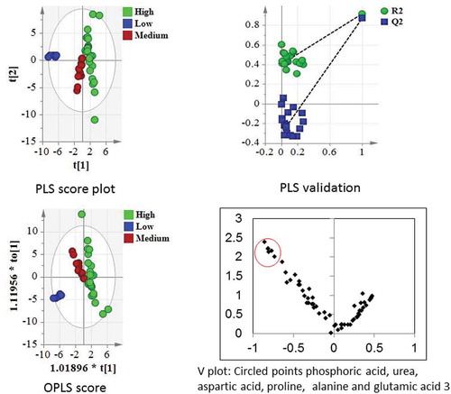 Figure 6. PLS and OPLS score plots segregating varieties on the basis of lipase inhibition activities.