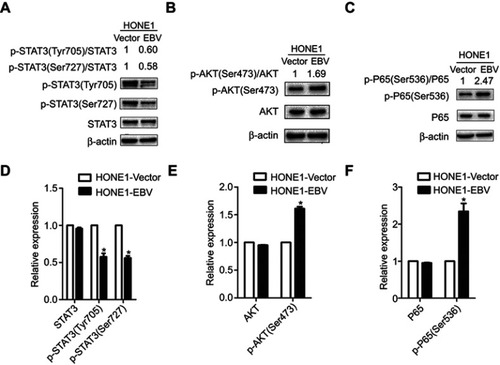 Figure 5 EBV genome introduction on NPC suppressed the JAK/STAT signaling pathway, which activated the NF-κB and (PI3K)-AKT signaling pathways. (A and D) The relative expression levels of p-STAT3(Tyr705) and p-STAT3(Ser727) protein to STAT3 protein were decreased in HONE1-EBV cells as compared to HONE1-vector cells. (B and E) The relative expression levels ofp-AKT(Ser473) protein to AKT protein  wereincreased in HONE1-EBV cells,  as compared to HONE1-vector cells. (C  and F) The relative expression levels of p-P65(Ser536) protein to P65 protein were increased in HONE1-EBV cells,  as compared to HONE1-vector cells. Proteins were detected by werstern blot assays for 3 repeated times, and error bars represent ± SD. (*P<0.05,versus vector group).