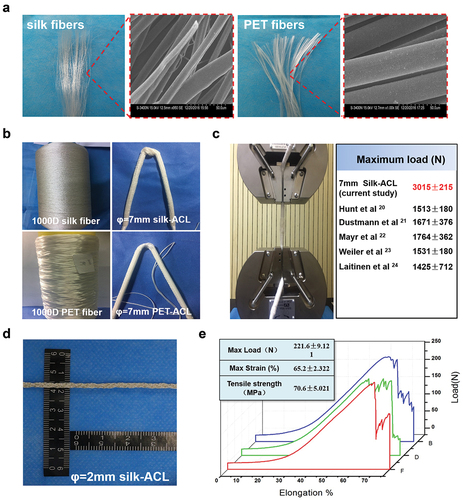 Figure 2. Gross appearance and mechanical properties of the braided ligaments. (A) Gross appearance and scanning electron microscope images of degummed silk fibers (a) and PET fibers. (B) Machine-braided silk ligament and PET ligament with φ = 7 mm. (C) Maximum load of silk-braided ligament. (D) Gross appearance of the silk ligament for animal study with φ = 2 mm. (E) Stress strain curves and quantitative mechanical properties of the silk ligaments with φ = 2 mm.