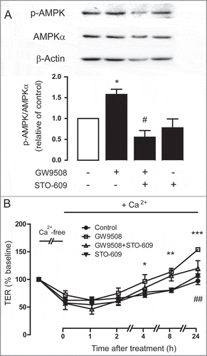 Figure 7. Involvement of CaMKKβ in AMPK activation following GPR40 stimulation. (A) Role of CaMKKβ in AMPK activation. Calu-3 cells were treated for 24 h with vehicle or GW9508 (5 μM) without or with pretreatment with CaMKKβ inhibitor STO-609 (5 μM) before sample collection for western blot analysis. Data are expressed as ratio of control (vehicle-treated group) ± S.E.M. (n = 4–5). * p < 0.05 compared with vehicle-treated group. # p < 0.05 compared with GW9508-treated group (one-way ANOVA). (B) Role of CaMKKβ in GPR40 stimulation-induced tight junction assembly. Cells were cultured for 16 h in Ca2+-free media. TER of Calu-3 cell monolayers was then measured after replacement of Ca2+-free media with media containing Ca2+ plus vehicle or GW9508 (5 μM) with or without pretreatment with STO-609 (5 μM). Data are expressed as means of % baseline TER ± S.E.M (n = 6). * p < 0.05; ** p < 0.01; *** p < 0.001 compared with vehicle-treated group. ## p<0.01 compared with GW9508-treated group (two-way ANOVA).