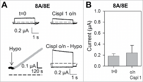 Figure 4. Cisplatin incubation does not alter currents of oocytes expressing WT 8A/8E. (A) Top: typical current traces measured in isotonic conditions of an 8A/8E expressing oocyte before and after overnight cisplatin incubation in the “maintaining” solution. Bottom: stimulation of the same oocyte after o/n incubation with hypotonic solution activates normal sized anion currents (left: current measured at 60 mV during hypotonic stimulation, right: voltage-clamp traces after hypotonic activation). (B) Mean values of 8A/8E currents in isotonic conditions before and after o/n cisplatin incubation (n = 7; P > 0.05). Error bars indicate SD.