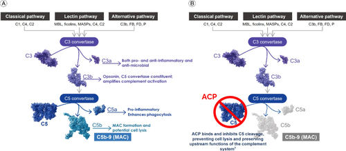 Figure 1. Simplified Diagram of the Complement Pathway. (A) The complement cascade in its uninhibited form. (B) Inhibited at C5 via avacincaptad pegol (ACP) binding.