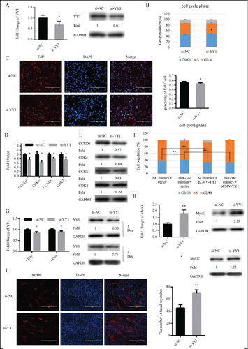 Figure 6. miR-34c regulates myoblasts proliferation through YY1. (A–E) C2C12 cells were transfected with si-YY1 or si-NC (negative control) in growth medium (GM) and collected 24 h after transfection. (A) miR-34c mRNA expression was determined by qPCR (left) and protein expression was determined by western blotting (right). (B) Flow cytometry was used to determine the percentage of cells in G0/G1, S, and G2 phases. (C) C2C12 cells were stained with EdU. The scale bar represents 200 μm. The percentage of EdU+ C2C12 cells was quantified (right). (D) The mRNA expression of cell cycle genes was detected by qPCR. (E) The protein expression of cell cycle genes was determined by western blotting. (F) C2C12 cells were transfected with a YY1-expressing plasmid (pCMV-YY1) or a control vector and co-transfected with miR-34c mimics or NC mimics for 24 h. Flow cytometry was used to determine the percentage of cells in G0/G1, S, and G2 phases. (G–J) Cells were transfected with si-YY1 or si-NC in GM and collected at DM1 and DM3. (G) The mRNA expression of YY1 was detected by qPCR (left) and the protein expression of YY1 was detected by western blotting at the indicated times (right). (H) The mRNA expression of MyoG was detected by qPCR at DM1 (left). The protein expression of MyoG was assessed by western blotting at DM1 (right). (I) Cells were fixed and immunostained for MyHC at DM3, and nuclei were stained blue with DAPI (left), the scale bar represents 400 μm, and the number of fused myotubes per field was analyzed (right). (J) The protein expression of MyHC was determined by western blotting at DM3. All results are expressed as the mean ± SD *P < 0.05; **P < 0.01.