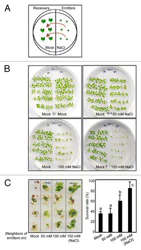 Figure 1. Effects of VOCs emitted from Arabidopsis plants grown under high salinity on salt tolerance in neighboring plants. Arabidopsis wild-type seeds (Col-0) were germinated in two-compartment dish plates that have one compartment containing half-strength MS-agar and another compartment containing half-strength MS-agar with high salt (50, 100, or 150 mM NaCl) (A). Growth and development of two-week-old receiver plants grown together with emitter plants were compared (B). Two-week-old receiver plants grown with emitter plants exposed to different concentrations of NaCl were transferred to MS-agar supplemented with 150 mM NaCl (C). Biological triplicates were averaged. Different letters represent a significant difference at P < 0.05 (oneway ANOVA with Fisher’s post hoc test). Bars indicate standard error of the mean.