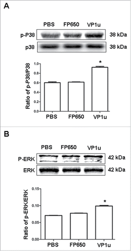 Figure 4. Expression of p-P38, P38, p-ERK, and ERK. Liver lysates obtained from BALB/c mice receiving COS-7 cells without tranfection, COS-7 cells transfected with pTurboFP650, and COS-7 cells transfected with pTurboFP650-VP1u are shown after the treatments were probed with antibodies against (A) p-P38 and P38, (B) p-ERK and ERK. The ratios of p-P38/P38 and p-ERK/ERK were shown in the lower panel, respectively. Similar results were observed in 3 independent experiments, and * indicates the significant difference, P < 0.05.