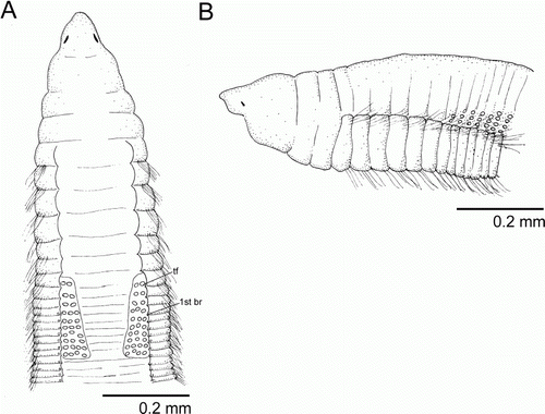 Figure 3  Protocirrineris nuchalis. A, anterior end, dorsal view (syntype 1); B, anterior end, lateral view (syntype 1). (tf, tentacular filaments; br, branchia).