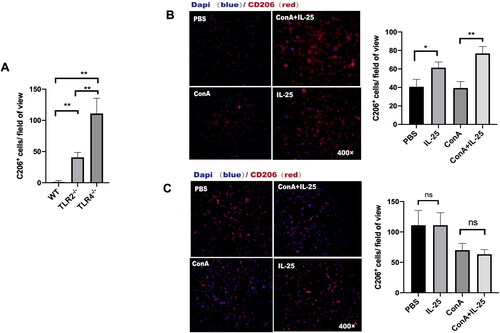 Figure 6. TLR4 is required for the IL-25-induced increase in CD206 expression by macrophages. (A) TLR4-deficient mice in the PBS group had more M2 macrophages than wild-type (Figure 5B) and TLR2-deficient mice (Figure 6B and C). (B) Peritoneal macrophages from TLR2–/– mice were cultured in vitro and challenged with IL-25 or Con A. (C) Peritoneal macrophages from TLR4–/– mice were cultured in vitro and challenged with IL-25 or Con A. After 10 h, the CD206 receptor (red) was detected by IF. The values are the means ± SDs; *p < 0.05, **p < 0.01. A representative experiment of at least three independent experiments with 3 mice per group is shown.