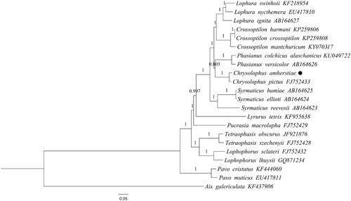 Figure 6. Bayesian inference (BI) phylogenetic tree constructed based on complete mitochondrial genomes from 21 species of 10 genera of Phasianidae. Numbers at the branches indicated the bootstrapping values with 10 million generations. Filled circle represented a sequence from this study.