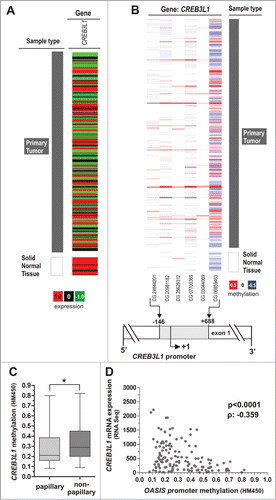 Figure 3. Tumor-specific CREB3L1 promoter hypermethylation is associated with CREB3L1 gene silencing and non-papillary tumor subtype in an independent TCGA data set. (A) CREB3L1 expression in bladder tumor samples from TCGA data portal. Red: high expression, black: mean expression and green: low expression. Left panel: sample type (dark gray: primary tumor; white: solid normal tissues). Right panel: CREB3L1 mRNA expression. (B) DNA methylation of the CREB3L1 promoter analyzed in bladder cancer samples from TCGA data portal. Red: high methylation, white: mean methylation; blue: low methylation. Right panel: sample type (dark gray: primary tumor; white: solid normal tissues). Left panels: values of CREB3L1 DNA methylation for each CG. The relative positions of 6 analyzed CpG duplets within the CREB3L1 promoter region are indicated. +1: CREB3L1 transcription start site. (C) Tumor samples stratified by subtypes. Box plot showed a significant association of increased CREB3L1 methylation with non-papillary UC. Horizontal lines: grouped medians. Boxes: 25–75% quartiles. Vertical lines: range, peak and minimum; *P < 0.05. (D) Negative correlation of CREB3L1 mRNA expression and its DNA methylation status in primary bladder cancer samples. ρ: Spearman correlation coefficient.