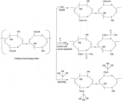 Figure 7. Possible chemical reaction of cellulose (banana fiber) with different chemicals.