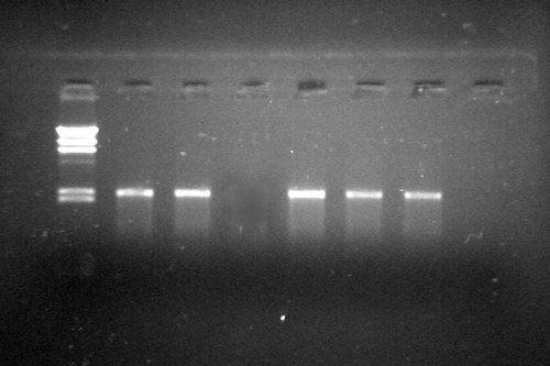 Figure 3. PCR products from 8 clones of pMG36eaPAL/L.L. M: λDNA/HidIII digest.