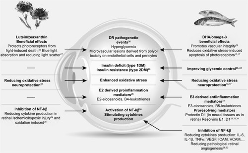 Figure 1 Effects of DHA/ω-3 fatty acids and lutein/zeaxanthin on pathways leading to DR.