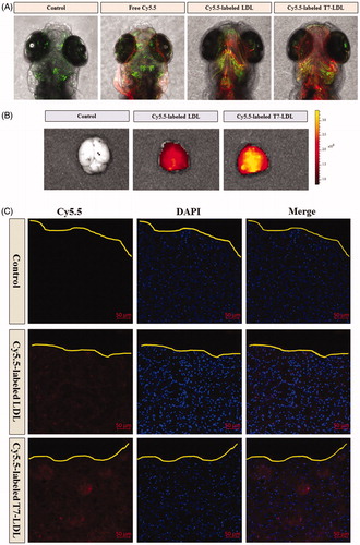 Figure 4. In vivo targeting ability. (A) In vivo brain imaging in zebrafish. (B) Ex vivo fluorescence imaging of the brain. (C) Distribution of Cy5.5 in the brain of mice bearing intracranial C6 glioma determined by a CLSM. The red represents Cy5.5 and the nuclei were stained by DAPI (blue). The yellow line showed the margin of intracranial glioma.