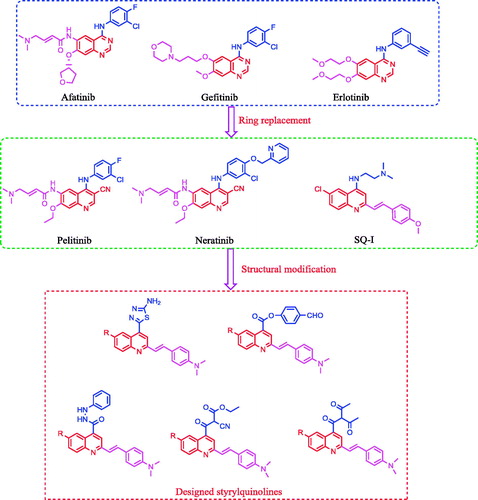 Figure 1. Reported EGFR inhibitors and antitumour agents, and design of the newly synthesized 2-styrylquinolines.