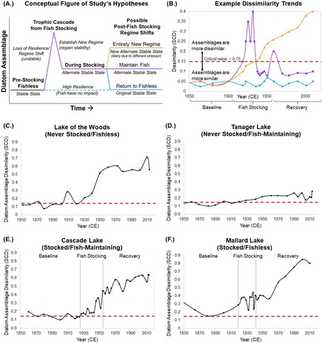 Figure 2. Dissimilarity analysis. (A) Hypothetical trends of diatom assemblage response to trophic cascade effects in terms of resilience, displayed as (B) corresponding dissimilarity trends that would reflect resilience or regime shift as changes in the community assemblage. The calculated dissimilarity trends are shown for the entire diatom assemblage of (C) Lake of the Woods, (D) Tanager Lake, (E) Cascade Lake, and (F) Mallard Lake. The red dotted line represents a critical value of 0.15; points that fall above this line have significant dissimilarity between the baseline assemblage (1850–1920) and the assemblage of the plotted time interval.