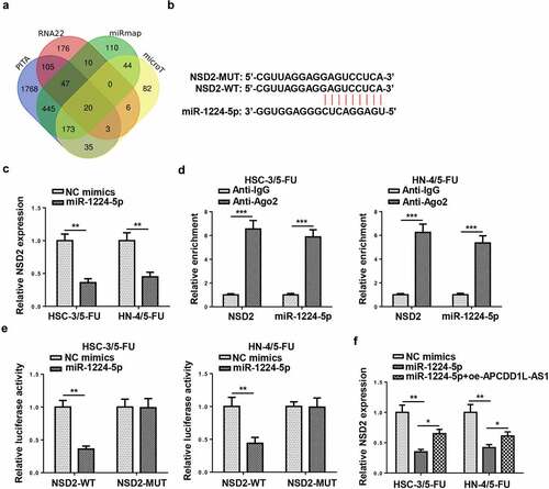 Figure 7. NSD2 is a direct target of miR-1224-5p in 5-FU-resistant OSCC cells