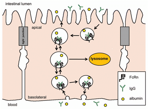 Figure 1 FcRn mediates bidirectional transport and membrane recycling of IgG in epithelial cells. IgG is believed to enter the cell by fluid phase pintocytosis (assuming neutral pH condition) and does not bind to FcRn until the endosome is acidified. However, in the duodenum, the acidic luminal environment may allow IgG to bind to FcRn at the apical membrane surface before endocytosis.Citation79 Two FcRn bind to a single IgG molecule. IgG may be transcytosed to the opposite membrane surface or recycled back to the same membrane surface.Citation11 The exact intracellular pathway is believed to differ between cells. IgG is dissociated from FcRn at the membrane surface at neutral pH.