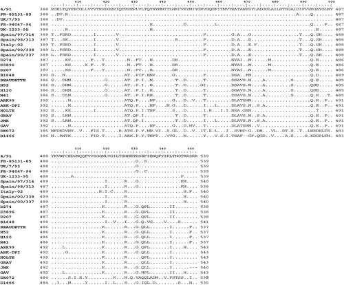 Figure 2.  Alignment of deduced amino acid sequences of the complete S1 gene. Four Spanish field isolates, Italy 02 and main reference IBV strains published in GenBank are compared. Dots indicate identical residues.
