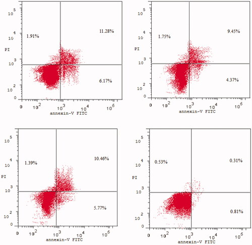Figure 6. Apoptosis assay: Impact of compound 1 g (upper left), compound 2e (upper right), compound 2 l (lower left), and DMSO (lower right) on the % of annexin V-FITC-positive staining in HCT-116 cells.
