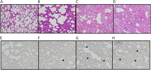 Fig. 4 Histopathology (a–d) and immunohistochemistry with anti-influenza NP antigen antibody (e–h) of lung samples obtained from ferrets infected with each H3N2 influenza isolate.Ferrets were intranasally inoculated with 107.0 EID50/mL of each virus. Lungs were harvested 5 days after virus inoculation. LPM91/06 (a and e), AS-01/09 (b and f), AS-05/12 (c and g) and AS-11/13 (d and h), respectively. No damage was evident in lung sections from the LPM91/06-infected group (a and e). Moderate to severe lung damage, indicated by lesions, are shown in the AS-01/09 (b and f), AS-05/12 (c and g) and AS-11/13 (d and h) groups. Arrows indicate positive immunostaining