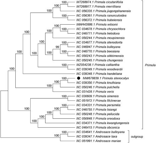 Figure 1. ML phylogenetic tree based on 32 species chloroplast genomes was constructed using IQ-TREE 1.6.12. Numbers on each node are bootstrap support values from 1000 replicates.