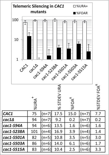 Figure 7. Telomere Position Effect in cac1(S→A) mutants. URA3 was inserted in the VIIL telomeres of cac1Δ cells supplemented with the plasmids shown underneath the graphs. The cells were selected on SC/-ura-leu. Single colonies were transferred to liquid SC/-leu medium and grown for about 15–20 generations. The cultures were serially (1:10) diluted and spotted on SC/-leu, SC/-leu-ura and SC/-leu+FOA plates. The colonies were counted and the average percent of URA+ (open columns) and FOAR (black columns) cells were calculated for the number of colonies shown in the table below and plotted. Error bars reflect the standard deviations shown in the table.