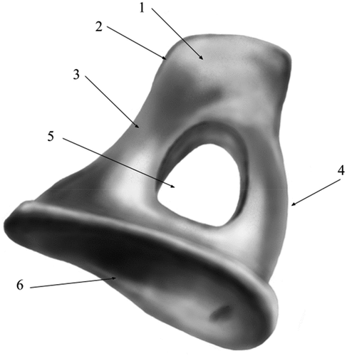 Figure 6. Stapes- graphical representation.