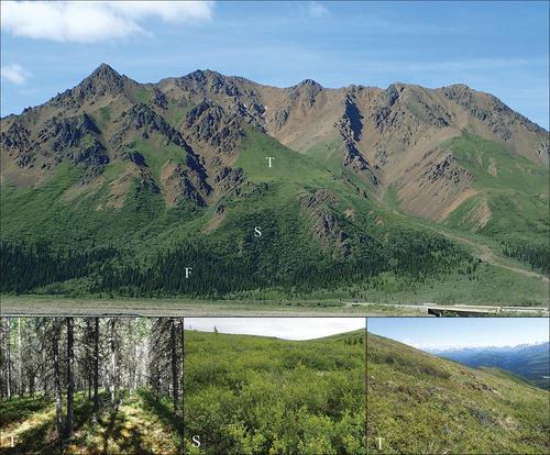 Figure 2. An example of the stratified vegetation gradient ascending a mountain side in Denali National Park and Preserve shows the locations of forest (F), tall shrubs (S), and alpine tundra (T).