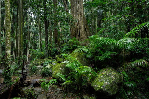 Lush rainforest with ancient trees in Tamborine National Park, Queensland, Australia.