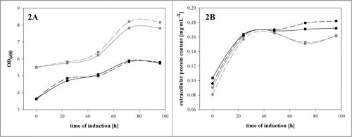 Figure 2. A recombinant benchmark strain and the recombinant Δoch1 strain were cultivated under inducing conditions in the presence or absence of a protease inhibitor cocktail in shake flasks at 25°C for 96 hours. (A) OD600 values over induction time; (B) total extracellular protein concentration in mg·mL−1 over induction time. Dark gray solid line with squares, benchmark strain without protease inhibitor; dark gray dashed line with dots, benchmark strain with protease inhibitor; black solid line with squares, Δoch1 strain without protease inhibitor; black dashed line with squares, Δoch1 strain with protease inhibitor.