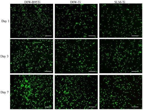 Figure 13. Fluorescence images of MC-3T3 cells cultured in DIW-B95Ti, DIW-Ti, and SLM-Ti scaffolds for 1, 3 and 7 d.
