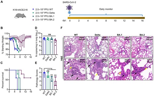 Figure 7. K18-hACE2 KI mouse infection with SARS-CoV-2 variants. (A) Schematic for SARS-CoV-2 infection. Twelve-week-old K18-hACE2 KI mice were i.n. inoculated with 2.5 × 102 PFU of SARS-CoV-2 WT, Delta, Omicron BA.1, or Omicron BA.2 of SARS-CoV-2. Infected mice were monitored and evaluated at the indicated time for (B) body weight changes (n = 5) and (C) survival (n = 5). At endpoint (n = 5), mice were sacrificed to harvest their lungs, and (D) viral N gene copy numbers were measured by absolute quantification RT-PCR. Mice that lost over 20% of their starting body weight were euthanized. Error bars represent the means with SDs. (E) Pathology scores. (F) Lung H&E staining of K18-hACE2 KI mice. The lungs of K18-hACE2 KI mice collected at endpoint were subjected to H&E staining and histology scoring. The scale bar is shown in each section. The black arrow indicates the lung tissue damage, the yellow arrow indicates the infiltration of monocytes. Two-way ANOVA with Tukey’s multiple comparison test was used. **, P < 0.01; ns, not significant, P > 0.05. Error bars represent the means with SEMs in (B) and the means with SDs elsewhere.