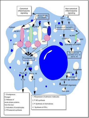 Figure 2 Schematic representation of canonical and non-canonical inflammasome signaling pathways.Notes: The figure describes both the canonical and non-canonical signaling pathways involved in the activation of different inflammasome components including NLRP1, NLRP3, NLRC4, and AIM2. The canonical inflammasome signaling pathway causes activation of procaspase 1 into mature CASP1 that cleaves immature proIL-1β and proIL-18 into mature IL-1β and IL-18 involved in the generation of inflammatory immune response. The intracellular LPS and type-1 IFNs cause induction of non-canonical signaling in macrophages and DCs via the induction of procaspase 11 that further activates NLRP3 inflammasome by inducing a decrease in cytosolic K+ through different mechanisms described in the text. Additionally, CASP11 cleaves GSDMD into N- and C-terminal components that, upon their cytosolic accumulation, form GSDMD oligomer causing cell death, while GSDMD-NT causes pyroptosis, but it does not cause the death of adjacent cells upon its extracellular release. Detailed mechanism of inflammasome signaling pathway is mentioned elsewhere in the text.Abbreviations: DAMP, death/damage-associated molecular pattern; DCs, dendritic cells; GSDMD, gasdermin D; IFN, interferon; LPS, lipopolysaccharide; PAMP, pathogen-associated molecular pattern.