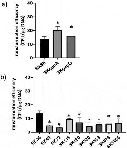 Figure 5. Transformation efficiency of S. sanguinis strains. Strains at A660 nm 0.7 to 0.8 were incubated with plasmid pDL278 during 90 min. and the transformants recovered in agar BHI with spectinomycin. The number of transformants obtained per µg of plasmid DNA was expressed as transformation efficiency. a) Comparisons of the transformation efficiency of mutant strains (SKpepO and SKcppA) with SK36. b) Comparisons of the transformation efficiency of eight clinical strains with SK36. Columns represent means of four independent experiments; bars represent standard deviations. Asterisks indicate significant differences in relation to the reference strain SK36 (Mann Whitney test; p < 0.05).