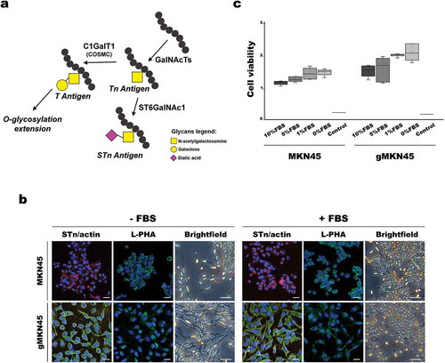 Figure 3. Effects of FBS depletion in morphology and viability of MKN45 and glycoengineered MKN45 human gastric cancer cell lines. (a) Schematic depiction of STn biosynthesis. Increased expression of ST6GalNAc1 enzyme or mutations on COSMC gene preclude elongation of the O-glycosylation. (b) Cells grown in the absence (-FBS) or presence (+FBS) of FBS in the culture medium were fixated and stained with STn (green) and actin (red) antibodies and L-PHA (green) lectin. Nuclei were stained with DAPI (blue). Images were taken with a confocal microscope. Scale bar represents 10 µm. Brightfield pictures acquired in an inverted microscope show the differences in cell morphology. Scale bar represents 50 µm. (c) Comparison of viable cells in proliferation when subjected to culture medium supplemented with different percentages of FBS for 48 h. Boxplot represents the values corresponding to the absorbance at 490 nm corrected by the blank. Two independent experiments with triplicates were conducted. As positive control, 1 mM H2O2 was added to the cells. Statistical analysis was calculated with Kruskal-Wallis test: MKN45 p = 0.212 and gMKN45 p = 0.244; p-value > 0.05 was considered non-significant. Abbreviations: FBS: fetal bovine serum; L-PHA: Phaseolus vulgaris leucoagglutinin; STn: sialyl-Tn.