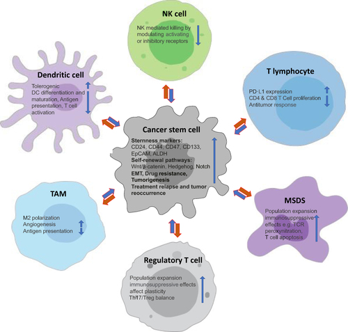 Figure 3 Outcome of the crosstalk between cancer stem cells and the immune system cells.