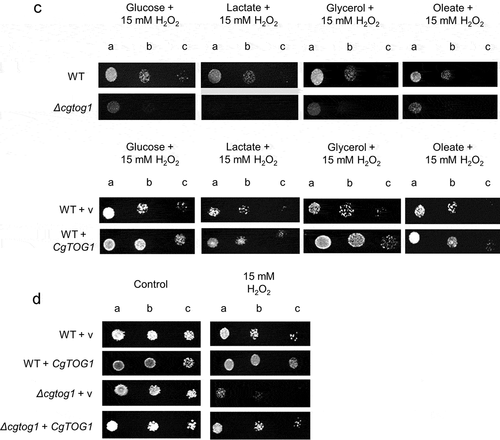 Figure 1. (Continued)