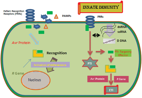 Figure 3. Attack of pathogen cause the production of various signaling molecules which plays their significant role in defense. Pathogen produces MAMPs and PAMPs to invade, in response plant produce PRRs (Pattern Recognition Receptors). At this point recognition takes place, (if the Avr protein fits in R gene, means no infection otherwise vice versa). After recognition, plant produces various types of chemical compounds (Phytoalexins, PR Proteins, AMPs, SA (Thianin), Plant defensins) to kill pathogen. This first line of defense is known Pathogen Triggered Immunity (PTI). After first line of defense, pathogen defeated so it send signals to nucleus to produce most powerful Avr gene which give rise to the production of effectors/elicitors. In response of pathogen’s elicitors, plant produces receptors. After recognition, plant produce different defense related enzymes like SA. SA spread to the whole plant and develop SAR (Systemic Acquired Resistance). This is known as (ETI) Effector Triggered Immunity.