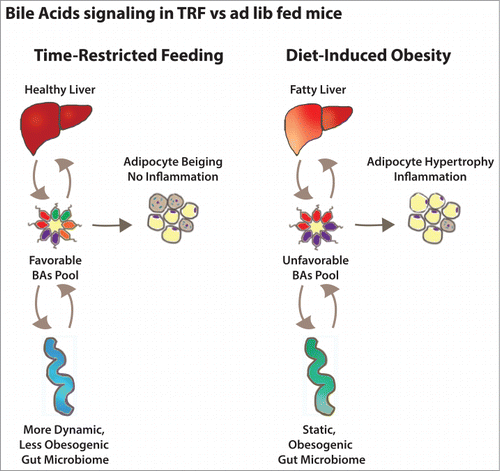 Figure 1. Bile acid signaling in mice fed a high-fat diet ad libitum or time-restricted feeding. The composition of the total bile acid pool is determined by the action of the liver (synthesis), the gut (reabsorption and excretion) and the gut microbiota (bile acids modification). Bile acids feedback on the liver and the gut regulate bile acids homeostasis and also influence their metabolic functions. They also act on the adipose tissue to regulate fat storage and utilization.