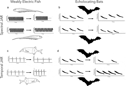 Figure 1. Hypothetical spectral (a,b) and temporal (c,d) JARs for WEF (a,c) and echolocating bats (b,d).When two WEF are in close proximity and their EODs are very similar, wave-type fish will shift their EOD frequency in opposite directions while pulse-type fish alter the inter-pulse interval between EODs. We depict what this may look like in echolocating bats according to the traditional definition modelled after the WEF. Bats using frequency-modulated echolocation calls, as shown in the figure, would potentially face both spectral and temporal jamming. However, shifting frequencies or emission rates are not the only parameters that bats may alter. Bats using constant-frequency echolocation calls (a.k.a high duty-cycle bats) have not received as much attention, but would likely face challenges similar to the wave-type electric fish, who exhibit 100% duty cycle signals. These bats still exhibit changes in spectral [Citation6,Citation7,Citation21,Citation27] and non-spectral parameters [Citation7,Citation8,Citation27]. For both WEF and bats, signal changes can be elicited with man-made stimuli and recordings of conspecifics.